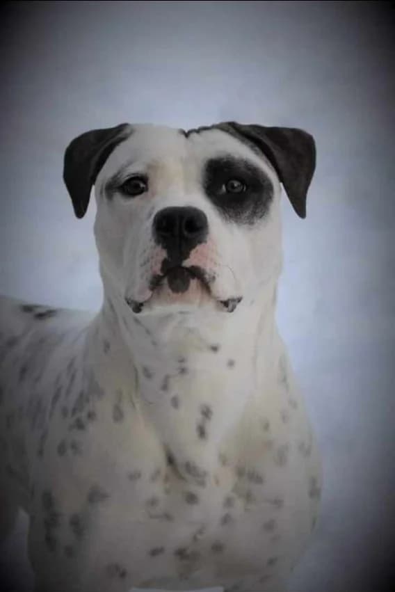 Original photo of a dog